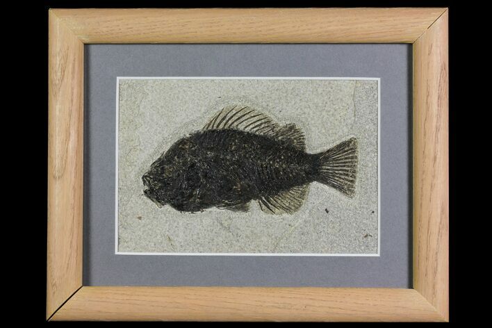Framed Fossil Fish (Cockerellites) - Wyoming #144129